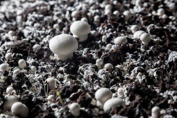 Champignons growing on a mushroom farm.
