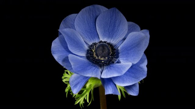 Blue Flower Anemone Open Blossom in Time Lapse on a Black Background. Purple Wind Flower in Studio Shot. Color of the Year 2022 Very Peri