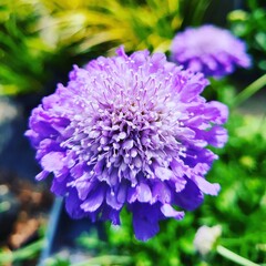 Scabiosa