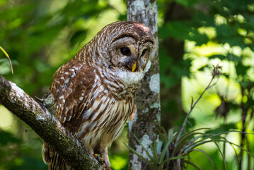 Barn Owl Sitting In A Green Tree Green background 2