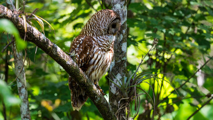 Closeup Of Barn Owl Sitting In A Tree Side View