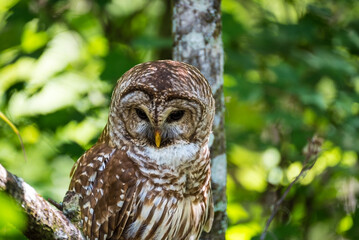 Closeup Of Barn Owl Sitting In A Tree