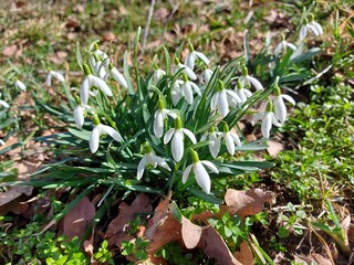 Schneeglöckchen sind Frühlingsboten. Die ersten sind unter dem Schnee. Zarte weiße Blütenblätter blicken nach unten. Weiße Blumen in Nahaufnahme. Frühling erwachen und Leben in der Natur.