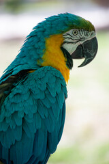 blue and yellow macaw