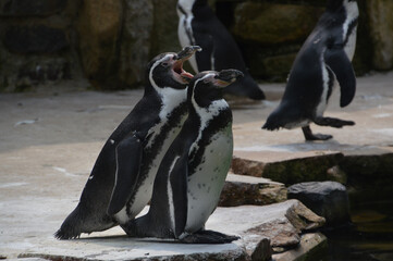 Selective focus shot of two Humboldt penguin on the ground