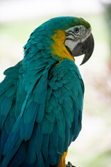Obraz premium blue and yellow macaw