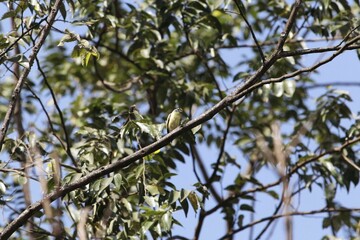 Yellow-fronted tinkerbird, Pogoniulus chrysoconus, in a forest