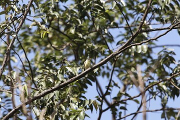 Yellow-fronted tinkerbird, Pogoniulus chrysoconus, in a forest