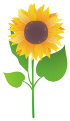 Sunflower. Vector image isolated on white background.