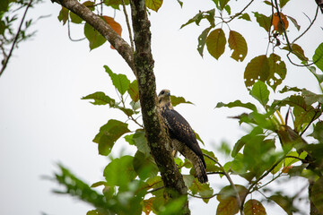 Juvenile Common black hawk perched in the jungle