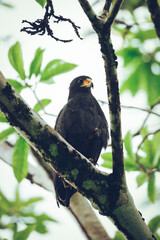 Common black hawk perched in the jungle