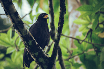 Common black hawk perched in the jungle