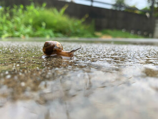梅雨の季節　雨の庭にカタツムリ
Rainy season snails in the rainy garden
