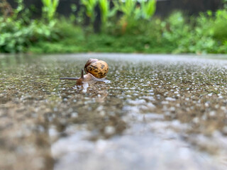 梅雨の季節　雨の庭にカタツムリ
Rainy season snails in the rainy garden
