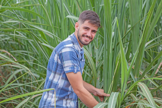 Young Latin Farmer Working On Sugarcane Plantation. Brazilian Farmer.