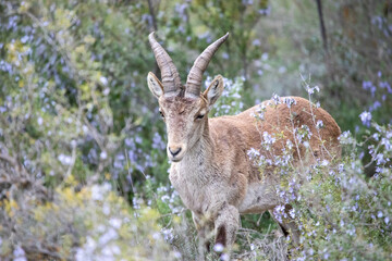 Male Ibex in the eroded meadow of a mountain, where thousands of mountain goats live in freedom and in the wild.