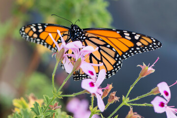 monarch in pink flowers