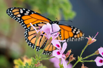 monarch butterfly, hanging on