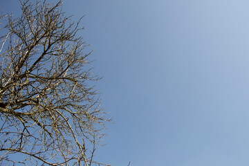 branches against blue sky