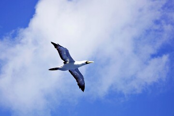 Sturmvogel im Flug