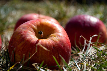 red apples on grass