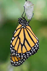 monarch emerging from chrysalis, drying wings