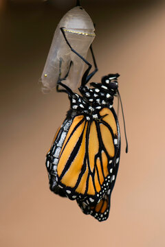 monarch emerging from chrysalis