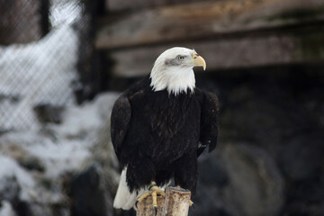 close up portrait of bald eagle in the zoo