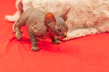 Sphynx cat - a small two-month-old kitten. Hairless cat breed