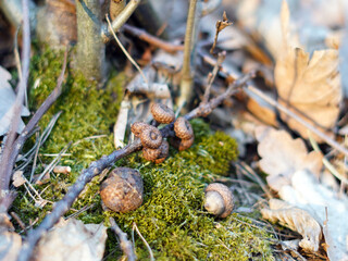 The main object is small acorns lying on the moss.