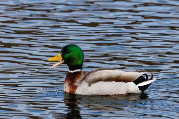 Drake Mallard (Anas platyrhynchos) duck quacking and swimming on open water during winter.
