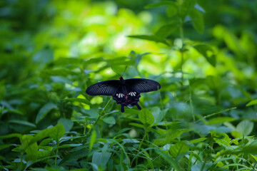 Black butterfly