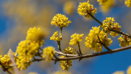 Yellow flowers on the branches.