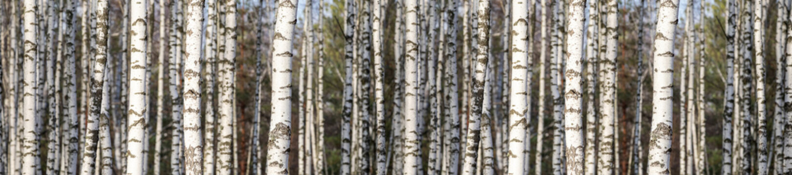 Panorama branches of a silvery birch against a blue sky