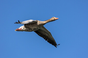 The flying greylag goose, Anser anser is a species of large goose