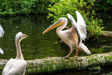 Great White Pelican, Pelecanus onocrotalus in a park