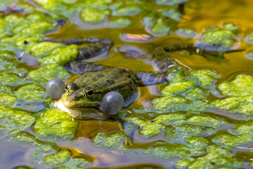 Common frog, Rana temporaria, single reptile croaking in water