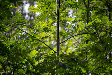 green leaves in the forest