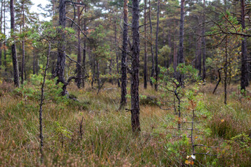 trees in the forest