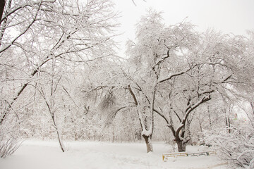Cold winter weather in the park or forest in frosts, deciduous trees without leaves in the winter season