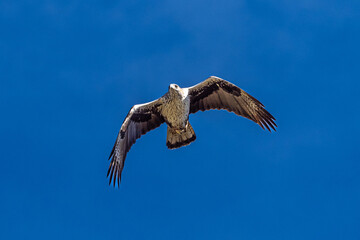 Griffon vultures, Gyps fulvus flying around the Serrania de Cuenca at Una, Spain.