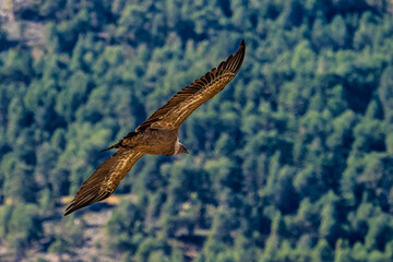 Griffon vultures, Gyps fulvus flying around the Serrania de Cuenca at Una, Spain.