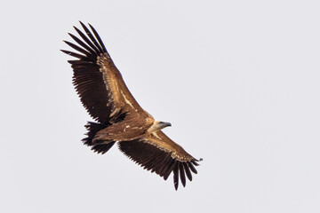 Griffon vulture, Gyps fulvus in Monfrague National Park. Extremadura, Spain