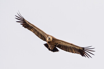 Griffon vulture, Gyps fulvus in Monfrague National Park. Extremadura, Spain