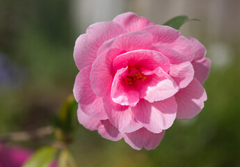 Delicate pink Amelia in full bloom in spring