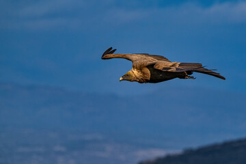 Griffon vulture, Gyps fulvus in Monfrague National Park. Extremadura, Spain