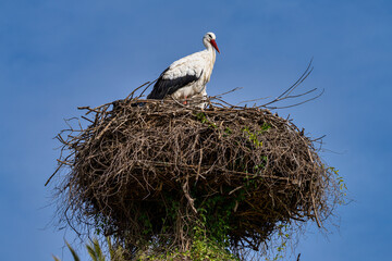 Fototapeta premium White Stork, Ciconia ciconia in Jerez de la Frontera, Andalusia, Spain