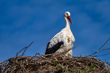 White Stork, Ciconia ciconia in Jerez de la Frontera, Andalusia, Spain