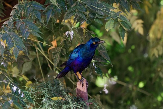 Lesser blue-eared starling, Lamprotornis chloropterus