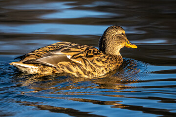 Wild duck or mallard, Anas platyrhynchos swimming in a lake